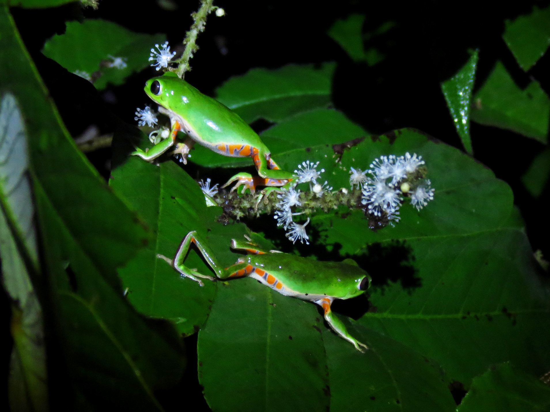 Pithecopus gonzagai 08